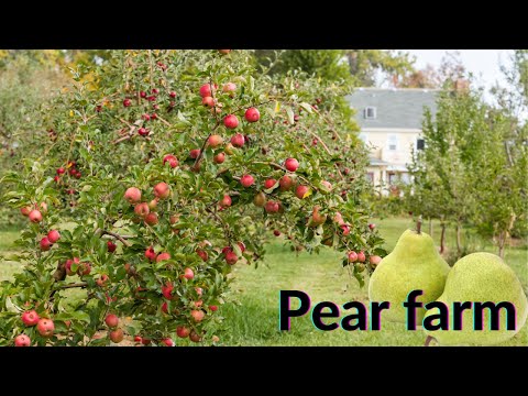 Pear Farm, Technological Cultivation, Harvesting And Processing of Pears at The - Field Fruit Farm