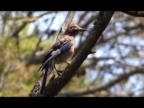 Ptice Hrvatske - Šojka (Garrulus glandarius) (Birds of Croatia - Jay) (5/7)