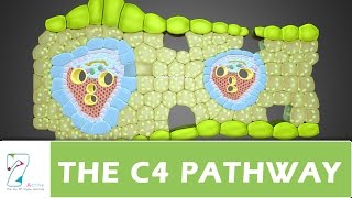 Download the video "THE C4 PATHWAY_ PART 02"