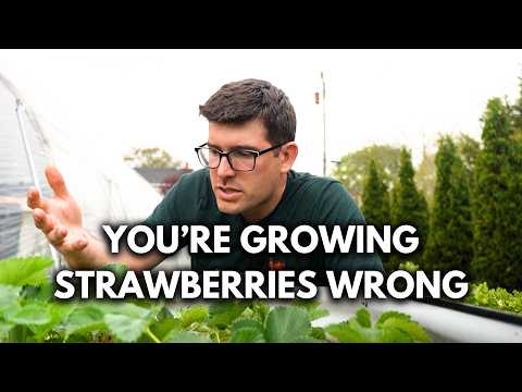 Pro Grow Strawberry Tips to For The BEST Most Productive Plants Ever!