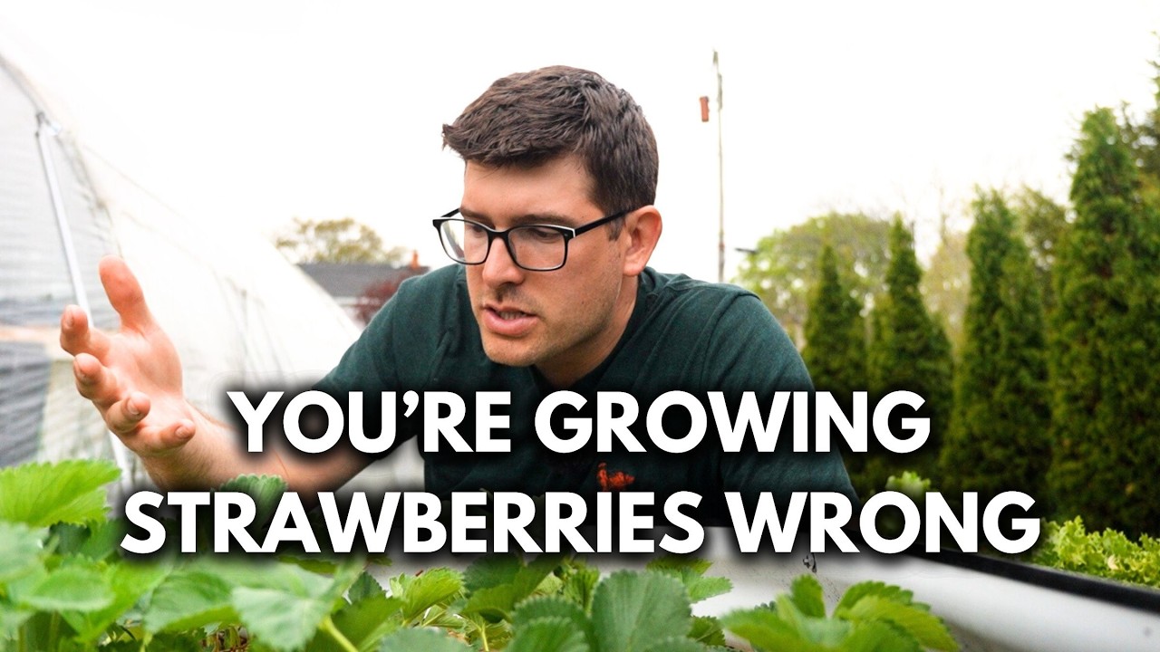 Pro Grow Strawberry Tips to For The BEST Most Productive Plants Ever!