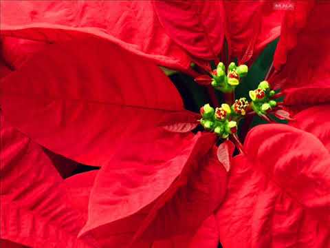 Lakosta & Jenia White - Beauty (Sacha Freetz Dub Remix)