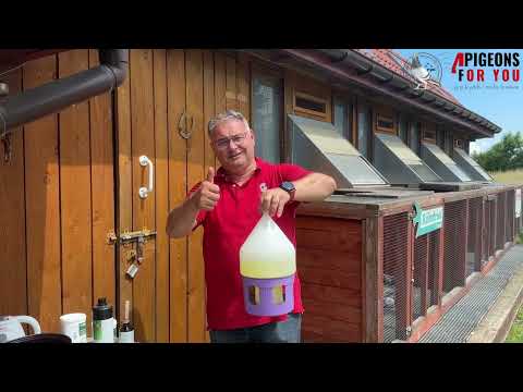 ✅ Proven Röhnfried products 🕊️ | How to water pigeons before and after the flight 💧