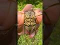A Noisy Cicada!!! 🔊 #insects#bug#spider#tarantula#entomology#cicada#invertebrates#cicadas#fyp
