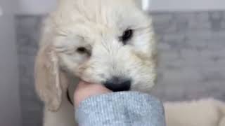 ハーフ犬の動画01