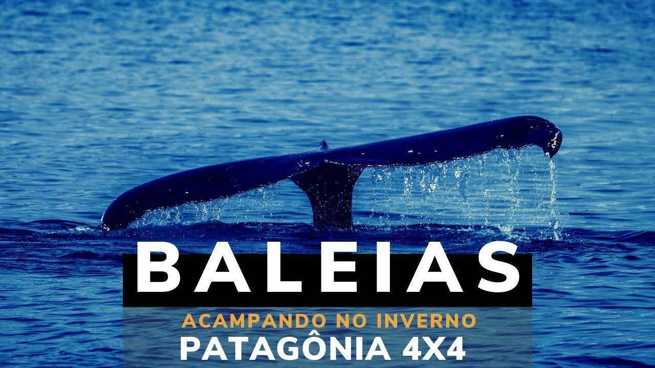As Baleias da Península Valdés - Expedição  4x4 Patagônia Acampando no Inverno