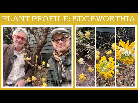 Plant profile: how to grow Edgeworthia