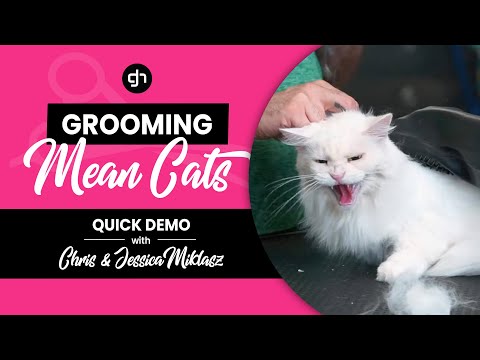 Grooming a Mean Cat w/ Chris & Jessica Miklasz