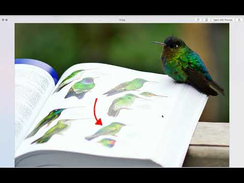 Colibrí garganta de fuego / Fiery-throated Hummingbird (Pantherpe insignis) in Costa Rica
