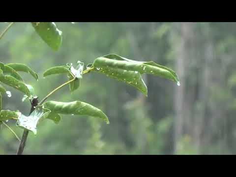 Relaxare Fără sunet ploaie Thunder și un pic de dormit Ideal intens 8 ore,somn dulce