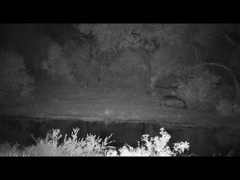 Djuma: Another Hippo arrives(this one is known resident male nicknamed Dewey) - 21:30 - 06/08/2023