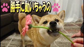 【キツネっぽい柴犬-すずちゃん#13】自転車こぎ〜