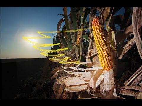 Testimonial DEKALB - DKC 5707, DKC 5141, DKC 4555