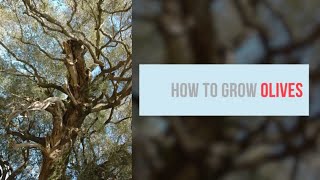 Olea europaea Growing Guide (Common Olive) by GardenersHQ
