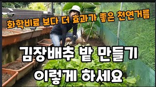 김장배추 농사 거름 화학비료 말고 이거로 하세요 대박 입니다! #깻묵액비만들기 #배추거름주는방법 #배추거름 …