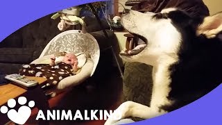 Husky vs Crying Baby