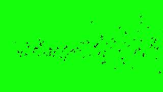 GREEN SCREEN  Black Birds Swallow Fly