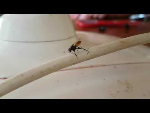 Slowly dying after being attacked with fly spray