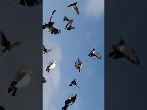 Lariaya Waqas and asif VS Munawar And Mana 200/200 21 Mare 9 Giry Win Waqas & Asif