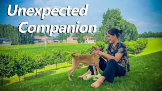 Download lagu I rescued an abandoned dog from a trash can | 3 months with Lucky living alone in rural China at 50 mp3 Download lagu I rescued an abandoned dog from a trash can | 3 months with Lucky living alone in rural China at 50 mp3