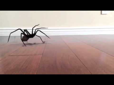 SPIDER JUMP SCARE!