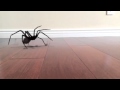SPIDER JUMP SCARE