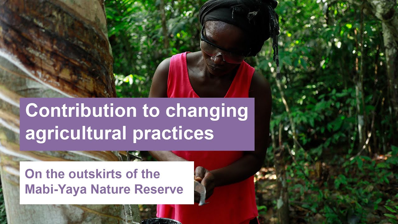 Contribution to changing agricultural practices on the outskirts of the Mabi-Yaya Nature Reserve