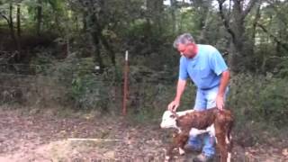 Triple L Ranch New Born Twin Calves