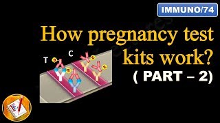 How pregnancy test kits work (PART II)  (FL-Immuno/74)