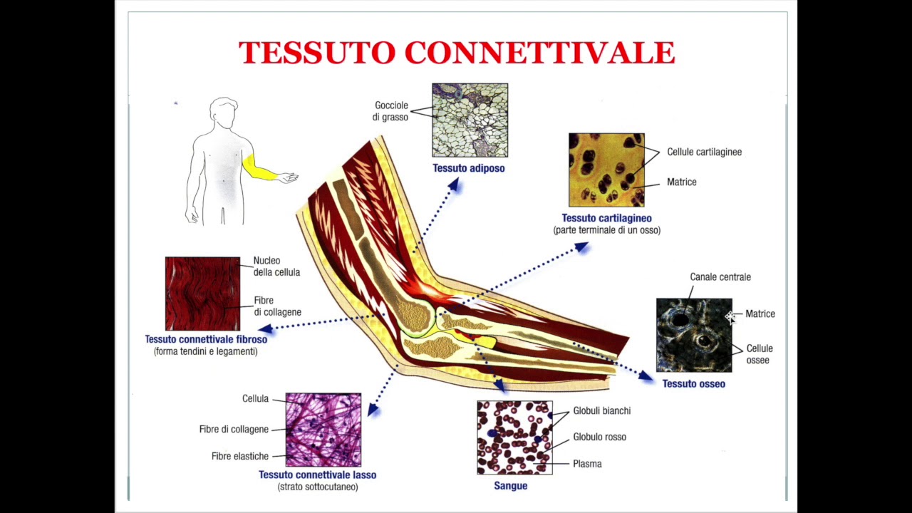 Organi Sistemi Apparati