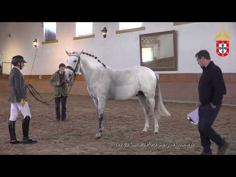 220129 27 Jento (SPA) - Aprovação de Garanhões