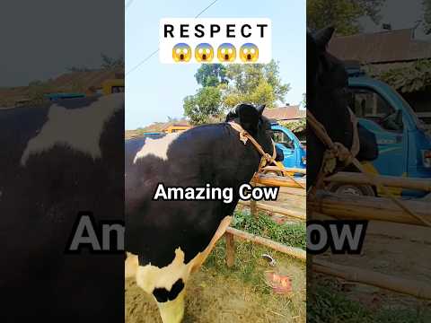 Amazing cow videos | Hamba | Amba #cow #bigcow #viralcow #shorts #short #trending #yt #ringtone