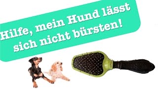 Hilfe, mein Hund lässt sich nicht bürsten