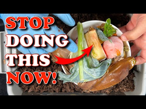 When To Stop Feeding Compost Worms Slow Food | Vermicompost Worm Farm