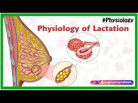 Physiology of Lactation Animation