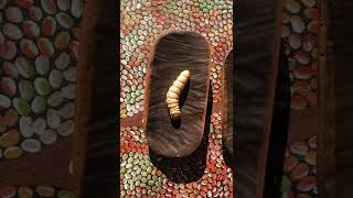 The Red Centre ( Outback Drive) - Northern Territory, Australia / Camping Tour with 4WD