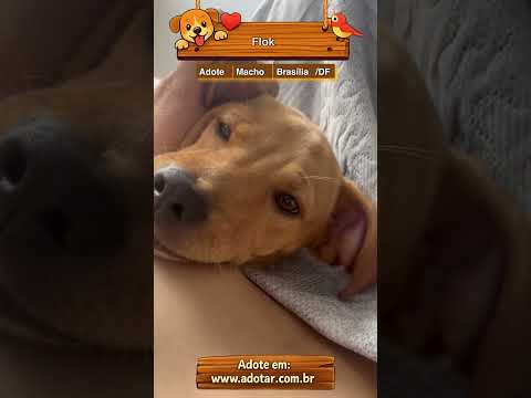 Vídeo de Flok