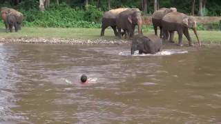 Elephant Come To Rescue People