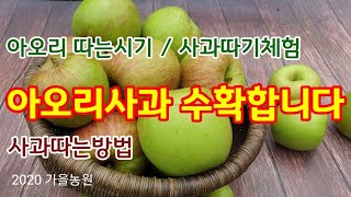 아오리 사과수확  사과따기체험  사과따는방법[사과재배]