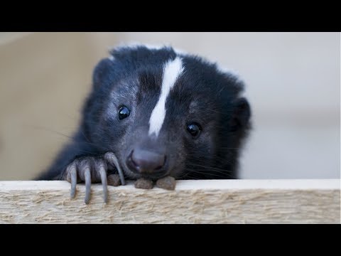Skunk - A Cute Skunk And Funny Skunks Videos Compilation || NEW HD
