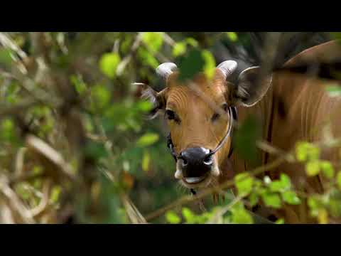 Bruno Santos - Desert Point - Grower