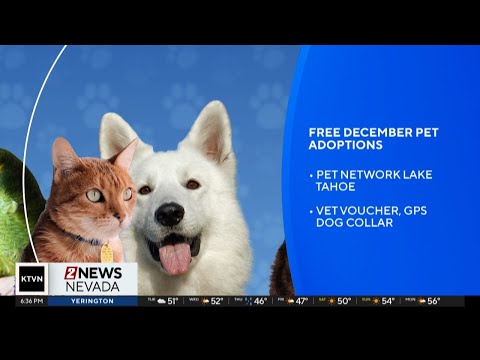 Free pet adoptions in December - YouTube
