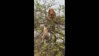 Caught On Camera: Hungry Tiger Hunting Monkey on Tree at Jim Corbett Park