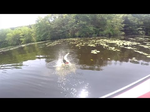 GoPro: Jacob Neves - Best Catch 7.15.15 - Fish