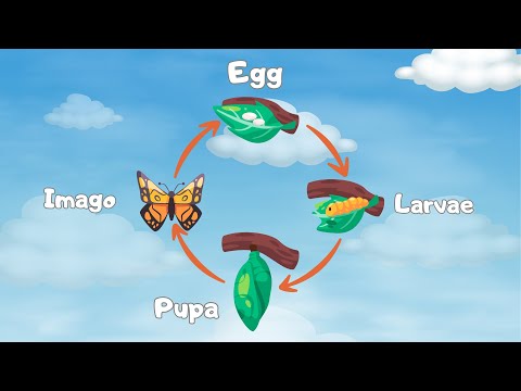 Life Cycle of a Butterfly Song (NEW Video!) | Butterfly Life Cycle for Kids | Silly School Songs