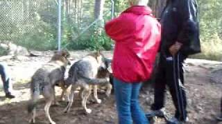 preview picture of video 'Howling wolfs at Kolmarden  - Ylande vargar i Kolmården (1 of 2)'