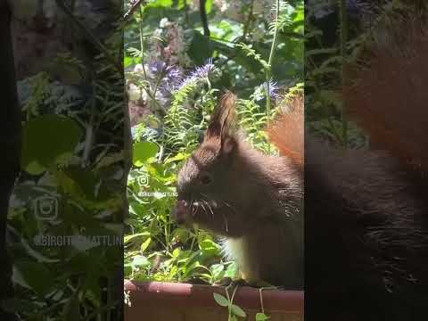 Eichhörnchen-Mama im urbanen Garten: Natur hautnah erleben