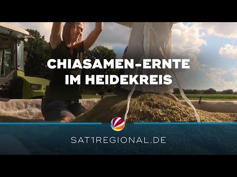 Superfood aus Niedersachsen: Chiasamen im Heidekreis geerntet