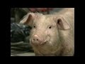 Animal Farm (1999) - Odyssey Network Behind the Scenes (1999)