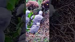 Download lagu Review birds life in the nest, mother father birds and baby birds daily life  #birds mp3